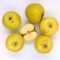 [더조은푸드] 황금사과 시나노골드 가정용 5kg (과수선택), 가정용 5kg 29-33과
