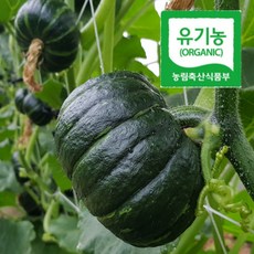 몸짱농부 해남 유기농 미니밤호박 단호박 2kg 4kg 무농약 친환경 보우짱, 유기농밤호박2kg(4~6개)
