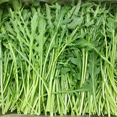 베이비루꼴라 250g