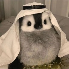 아기펭귄 애착인형 귀여운 동물 소형 짤 인형 생일 이벤트 기념일 선물, 그레이펭귄