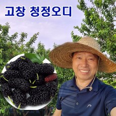 [2023년수확] 햇 오디 토종 뽕나무열매 생과 5kg 10kg 고창, 토종오디 5kg