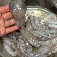 선도 좋은 활급냉 낙지 1kg(6미내외), 1kg, 1개