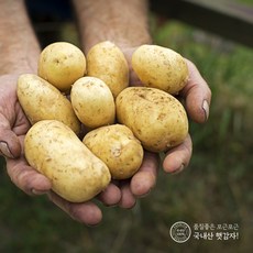 지금수확중 23년 하우스 수미 햇 감자 2kg 3kg 5kg 10kg 간식 수미감자, 5kg (중), 1개