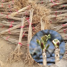 두릅나무 1주 민두릅나무 묘목 80cm전후 두룹 민두룹