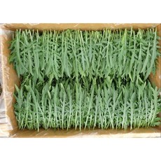 국내생산 신선한 와일드 루꼴라1kg, 1개