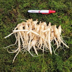 금산인삼 수삼 파삼 무료세척 1채 750g, 750g(무료고압세척, 약50g감량), 1개