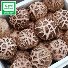 친환경 무농약 최상급 생표고버섯 1kg 마리오버섯농원 당일수확 산지직송 특상품 화고버섯, 특상, 1개