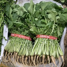 원동FS 국내산 울산열무 (1.7kg내외), 1단
