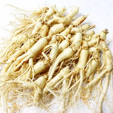 후금이네 가정용 햇 수삼 세척인삼, 1개, 300g 12뿌리-19뿌리