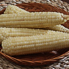 [미식한가] 쫄깃쫄깃 맛있는 냉동 강원도 찰옥수수 (16-18cm) / 상품선택, 냉동 찰옥수수 16-18cm 2팩 (6개입)