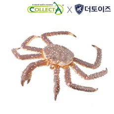 컬렉타 킹크랩