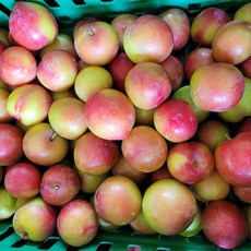 새콤달콤 자두 대석 와촌 후무사 추희 생 자두열매, 하우스 자두 2kg(30-45과), 1개