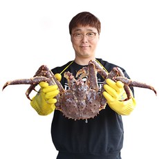 더꽃게 살아있는 활 레드 블루 브라운 킹크랩, 1마리, 활 브라운 킹크랩 1.2kg