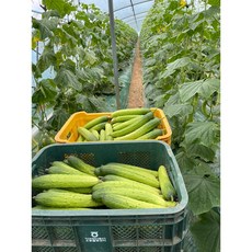 장하당 진천 백다다기 백오이 30개(7~8kg) 50개(10~12kg), 10~12kg(특품), 50개입