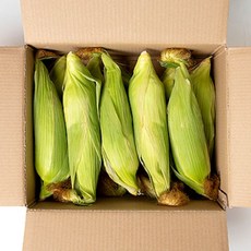 [넉넉] 햇 초당옥수수 5개/10개/20개 과일보다 달콤한 옥수수, 초당옥수수 9cm-14cm 5개