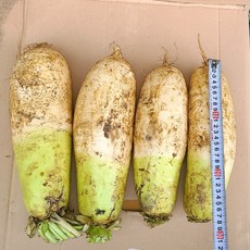 가을 흙 무우 10kg, 제주 월동 무우 10kg