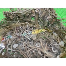 (10마리)목포세발낙지 신안 무안 뻘낙지 국산 산지직송 택배 볶음 탕탕이(평일 4시 이전 주문 출발), 세발낙지 10마리