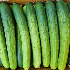 (가장좋은 특품) 백다다기 / 백오이 오이지용오이 백다다기 오이 (특품) 2kg / 3kg / 5kg, 2kg(6~8입), 1개