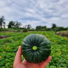 정말 맛있습니다!!! 제주 밤호박 단호박 미니단호박 제주미니단호박 밤호박 밤단호박 제주단호박 보우짱, (세척)상품3KG
