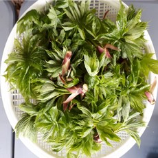 산지직송-엄나무순-엄나무-산나물(귀족나물)-냉동-700g(내용량-200g)-보약밥상-지리산청학동-청학고을, 1개