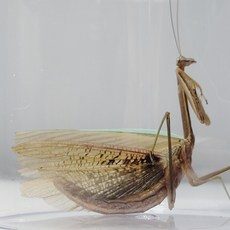 왕사마귀 넓적배사마귀 선택해서 키우기, 밀기울(200g)