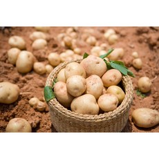국내산 수미감자 제철 햇감자 0.5kg 1kg 1.5kg 2kg 3kg 5kg 10kg, 중, 감자1kg, 1개