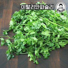 당일작업! 이탈리안파슬리 향나물 이태리파슬리 50g/100g, 100g