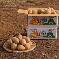 [감자청년] 2023년 햇감자 두백감자 왕왕/ 왕/ 특/ 상사이즈 20kg 10kg 5kg 3kg, 10kg 왕왕, 1박스