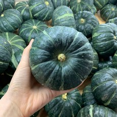(최상품 로얄과) 제주 미니단호박 보우짱, 1kg(최상품 로얄과), 1박스