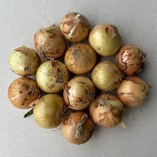 국내산 햇 양파 최상품, 양파5kg(특), 1개