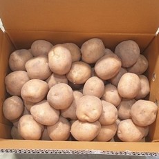 [감자청년] 2023년 감자 두백감자 상/ 중&조림사이즈 20kg 10kg 5kg 3kg, 1박스, 3kg 중&조림