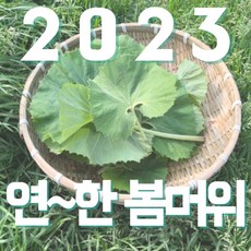 [특품A++] 샛별농원 무농약 머위대 생머위잎, 1kg