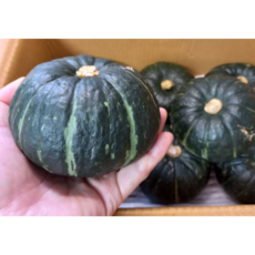 제주 미니 단호박 밤호박 미니단호박 보우짱 못난이 특품, 한입 꼬마:4.5kg(비세척200g 이하), 1개