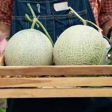 소과 랜덤 멜론 10kg 가격 농장 머스크 선물