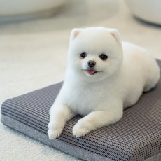 강아지 고양이 쿠션 방석 꿀잠 침대 쿨쿨이, Small