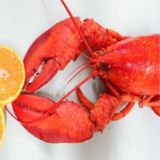 동아씨푸드 캐나다 자숙 랍스타 1마리 450g 내외, 1개