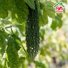 푸드빌리지 유기농 친환경 생여주, 1개, 01_2kg (상)