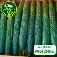 승재농산 국내산 가시오이 청오이 오이 특품 10kg내외, 특1박스( 10kg내외 ), 1개