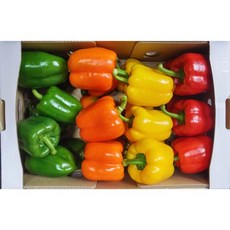 오색팜 사계절 싱싱한 제철 파프리카1kg 2kg 3kg 4kg 5kg, 1kg, 선택3(빨강+노랑+초록)
