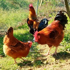토종닭 백숙용 2.2kg내외 오후4시마감 당일발송 수요일휴무 백숙용 제사용 생닭 장닭 한약재무료제공 살아있닭