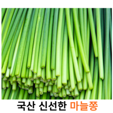 국내산 최상급 싱싱한 마늘쫑 1kg 국산 신선한 마늘쫑 햇마늘쫑 마늘종 마늘쫑장아찌 알싸한 일품 마늘종, 2kg