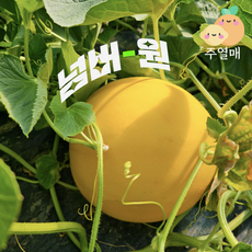 고당도 산지직송 넘버원 양구메론 5kg/10kg (당일새벽수확 양구 백자 파파야메론), 특5kg (4~7과), 1개