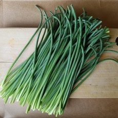 알싸한 맛이 일품인 마늘쫑 1kg 2kg 3kg 4kg, 1box
