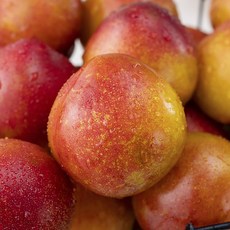 새벽경매 새콤달콤 노지 자두, 1kg(10~16입), 1팩