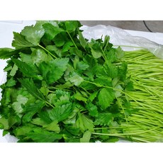 [특급] 싱싱한 국내산 참나물 2kg 4kg, 1kg, 1개