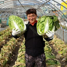 해썹 100% 국산 무설탕 포기김치 경상도맛 다경김치 5kg, 단감채김치 5kg(단감채 첨가), 1개